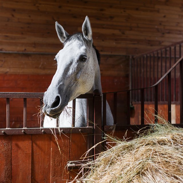 stal-paardensolarium-640x640